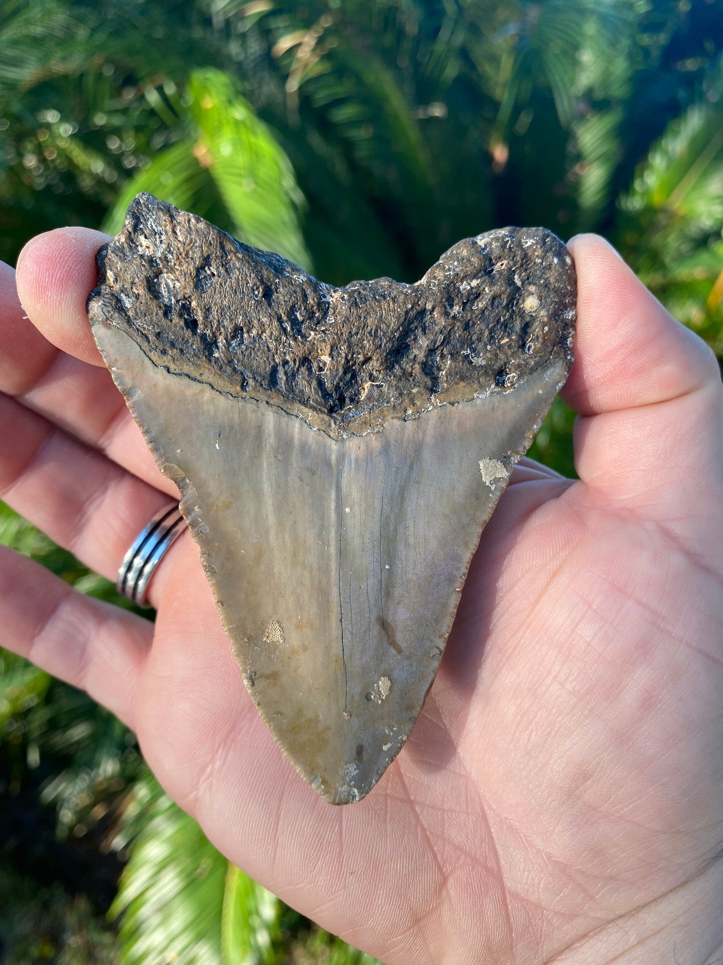 3.88 Inch Megalodon Tooth