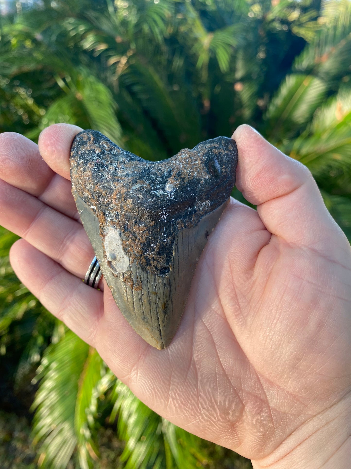 3.48 Inch Megalodon Tooth