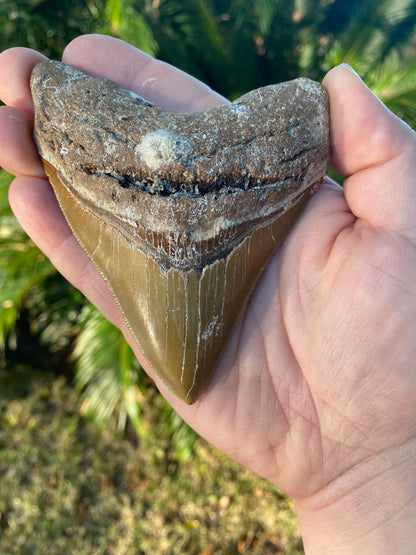 4.421 Inch Megalodon Tooth