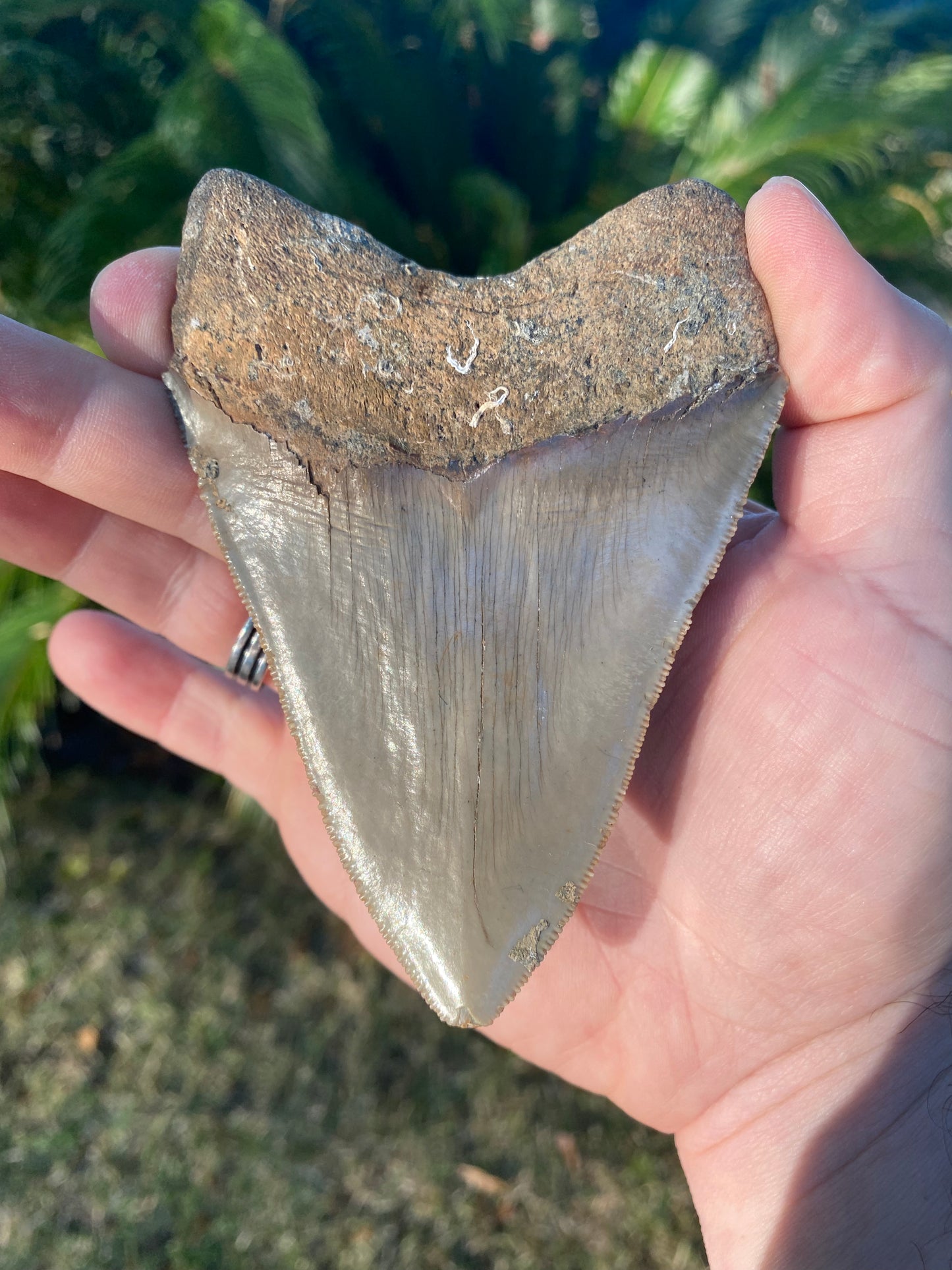 4.50 Inch Megalodon Tooth