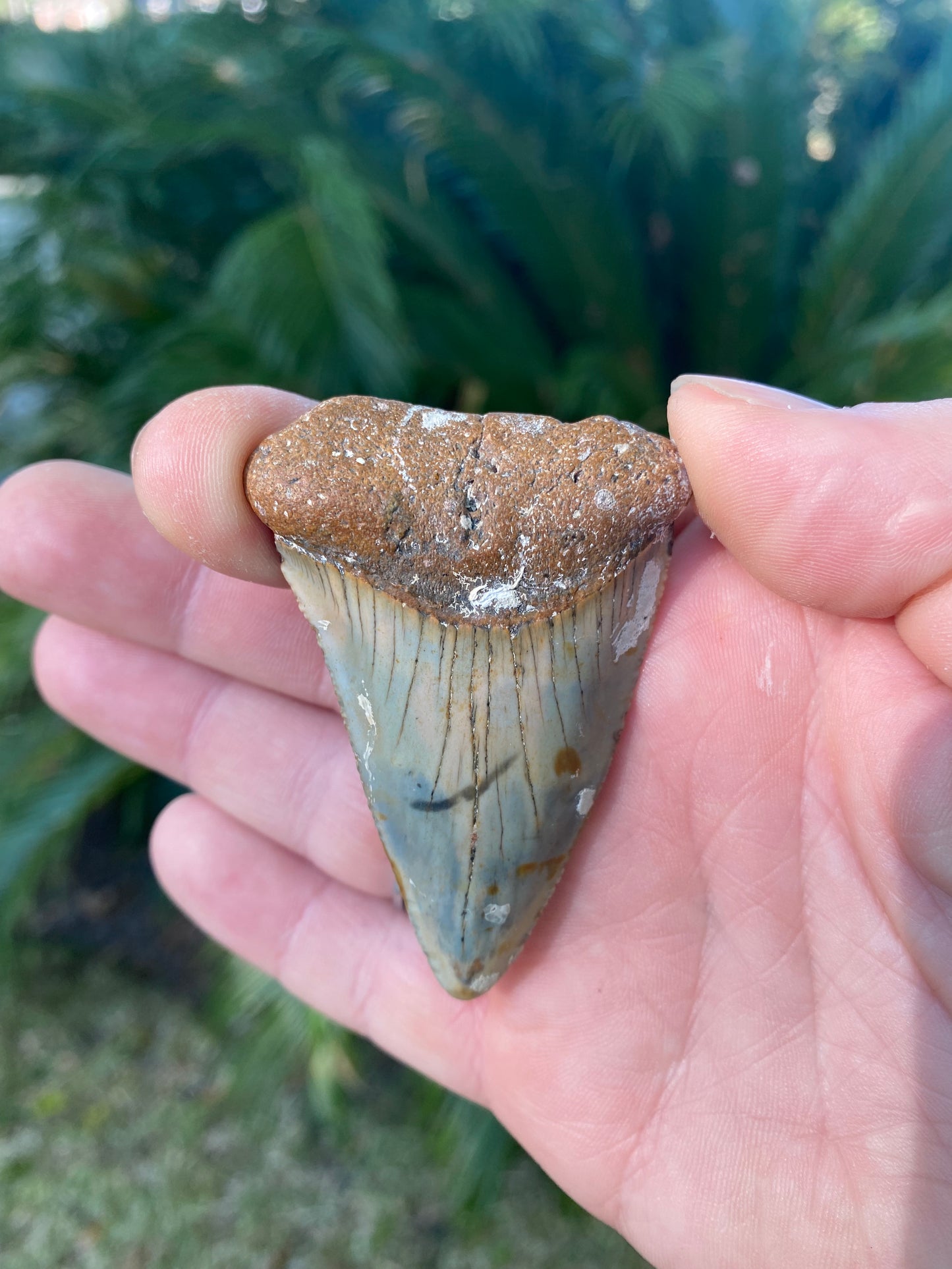 2 59 Inch Great White Shark Tooth Fossil The Shark Tooth Company 2-59-inch-great-white-shark-tooth-fossil-the-shark-tooth-company