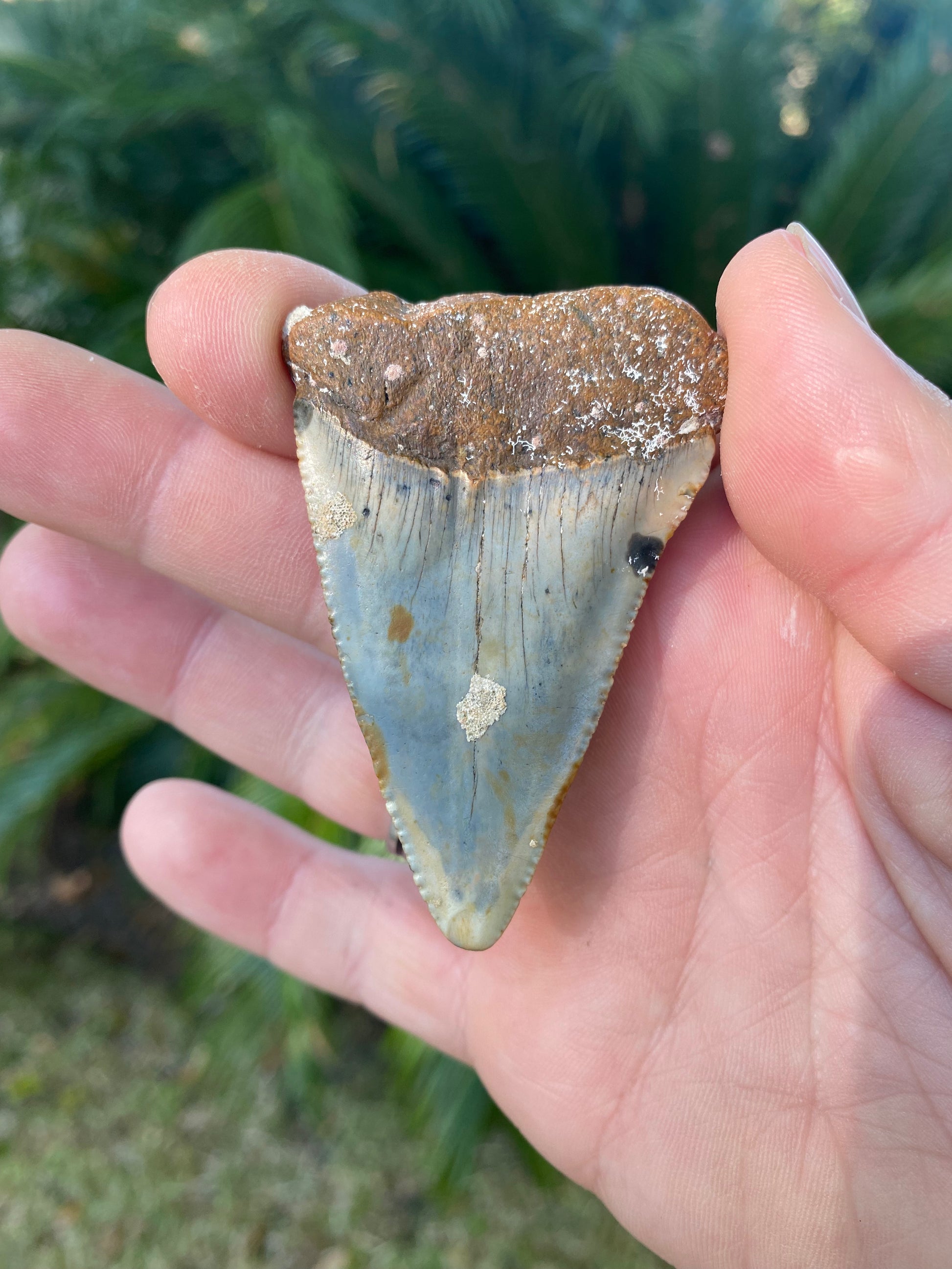 2 59 Inch Great White Shark Tooth Fossil The Shark Tooth Company 2-59-inch-great-white-shark-tooth-fossil-the-shark-tooth-company
