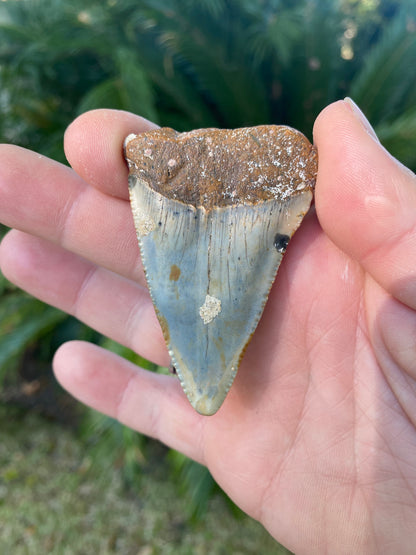 2.59 Inch Great White Shark Tooth Fossil