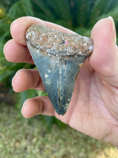 2.53 Inch Great White Shark Tooth Fossil TWIN TIP