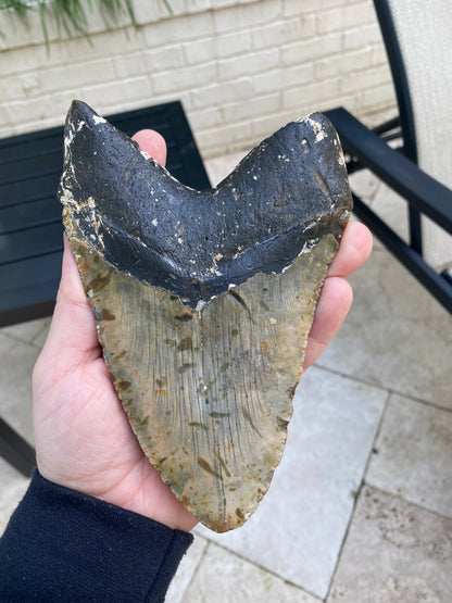6.60 Inch Megalodon Tooth