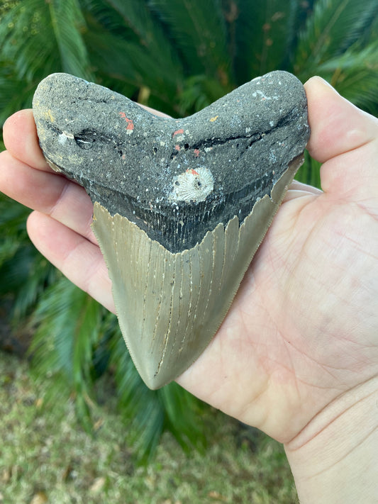 4.98 Inch Megalodon Tooth