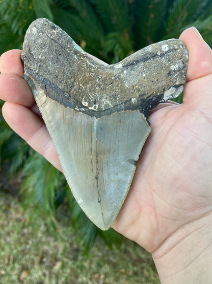 4.98 Inch Megalodon Tooth