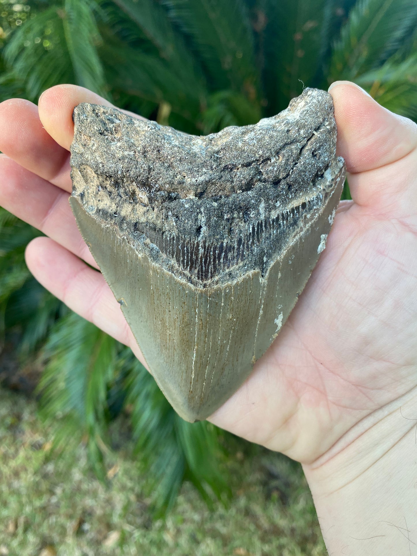 4.51 Inch Megalodon Tooth