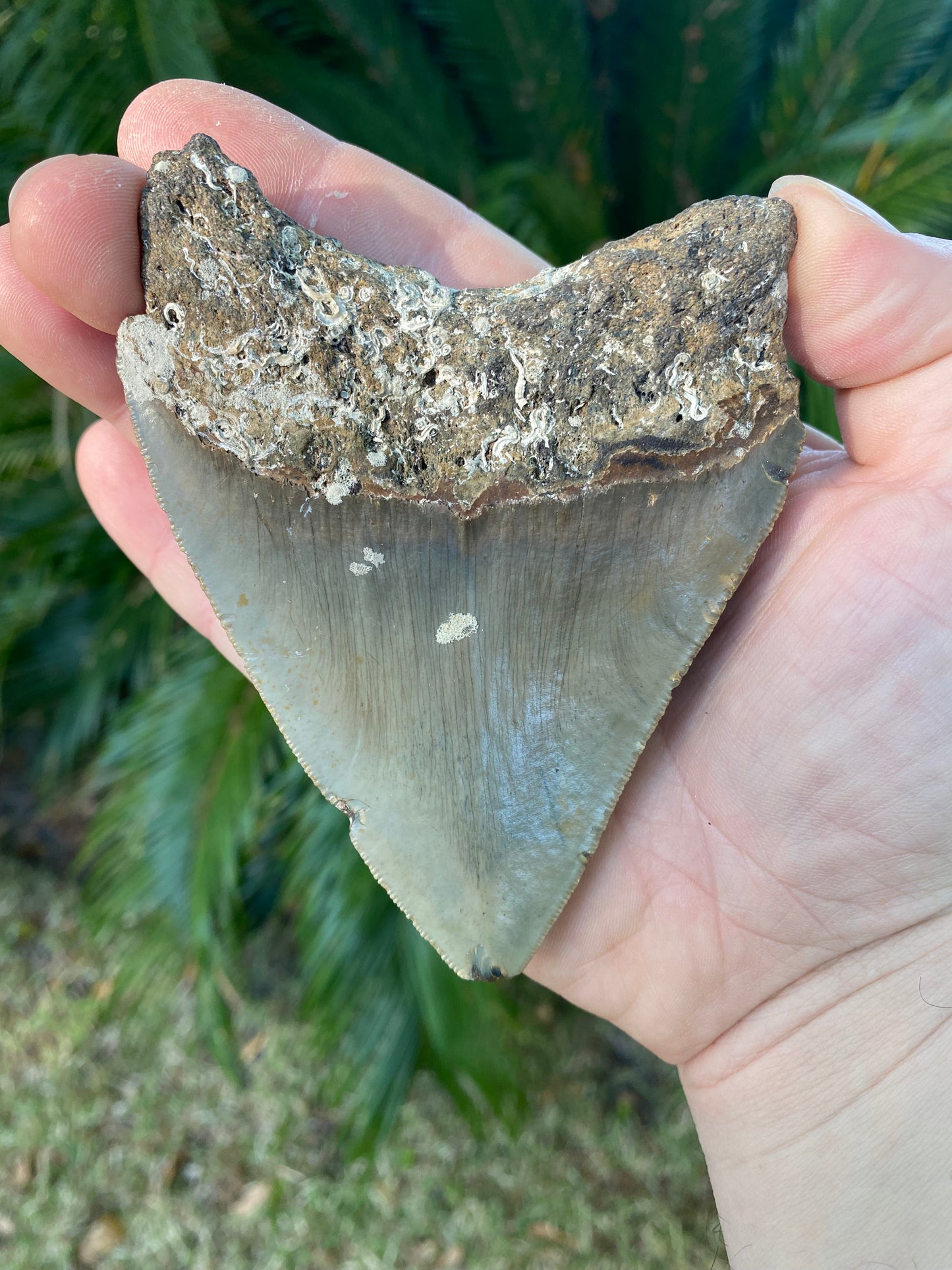 4.51 Inch Megalodon Tooth
