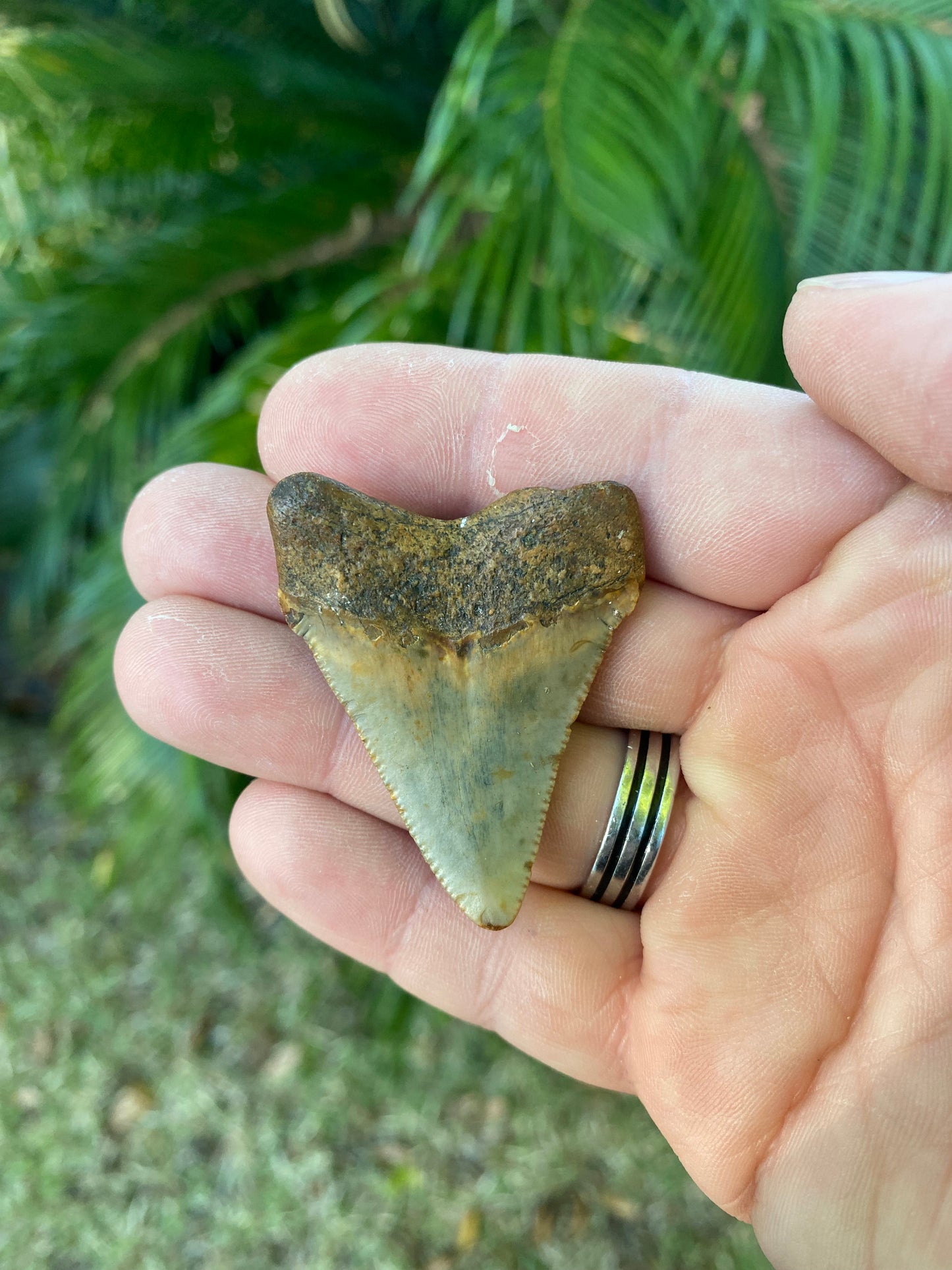 1.97 Inch Megalodon Tooth