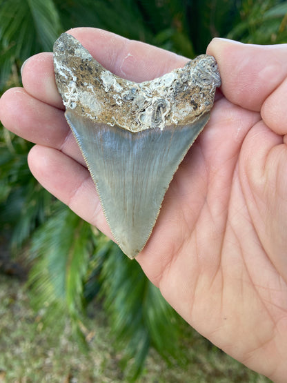 3.21 Inch Megalodon Tooth