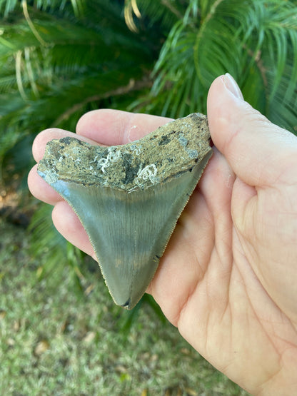 3.32 Inch Megalodon Tooth