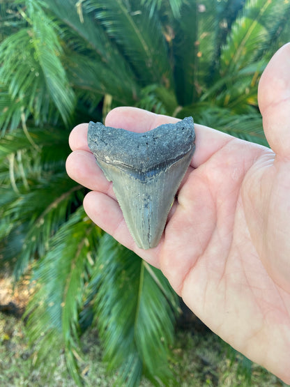 2.95 Inch Megalodon Tooth