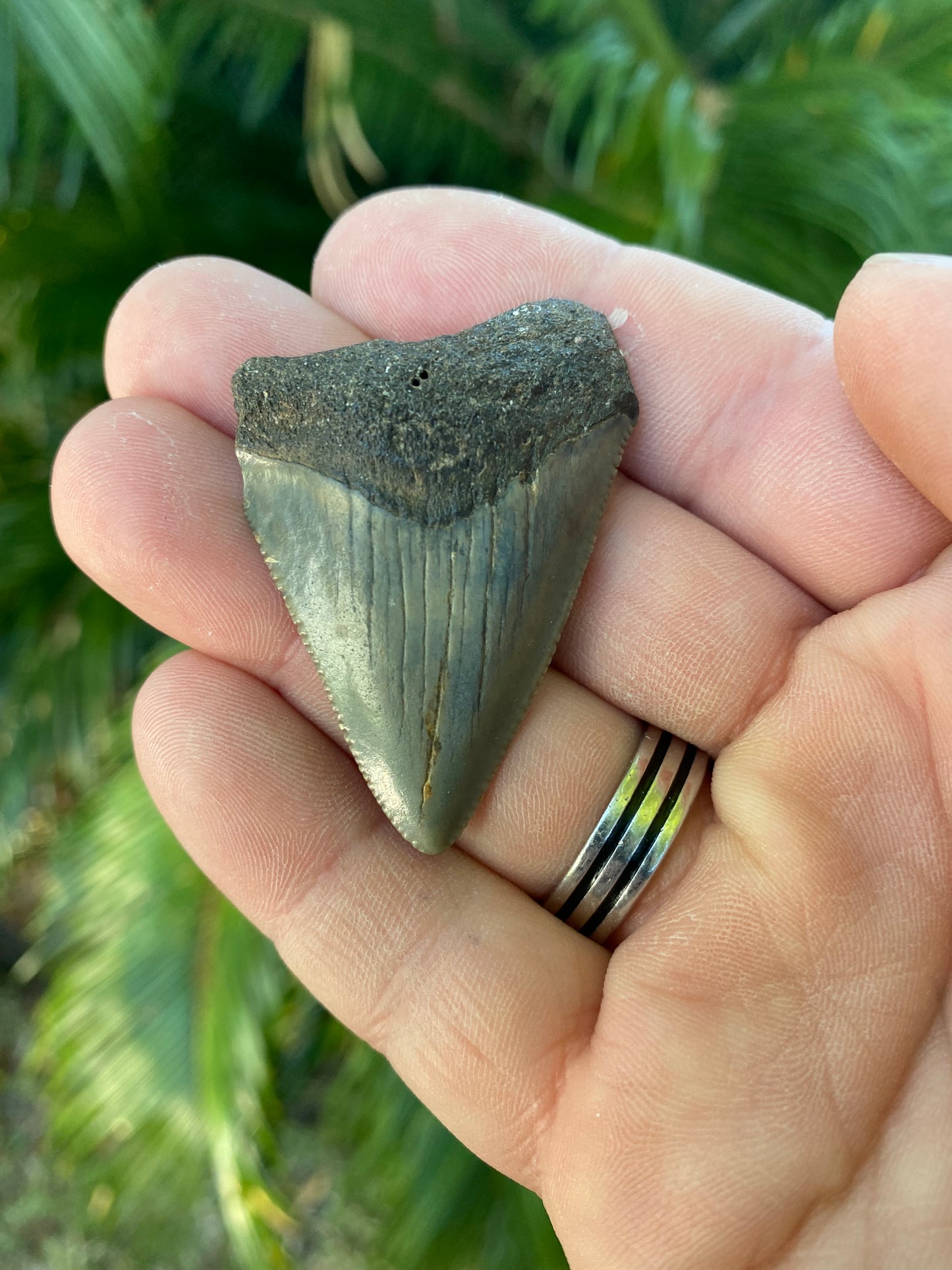 1.90 Inch Megalodon Tooth