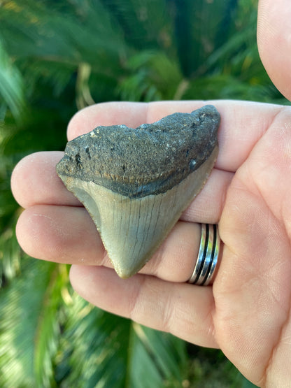 2.33 Inch Megalodon Tooth