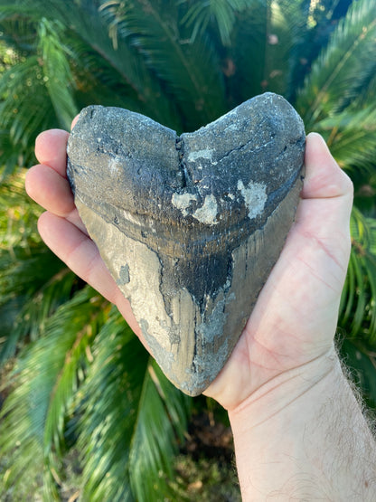 5.60 Inch Megalodon Tooth