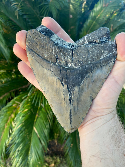5.60 Inch Megalodon Tooth