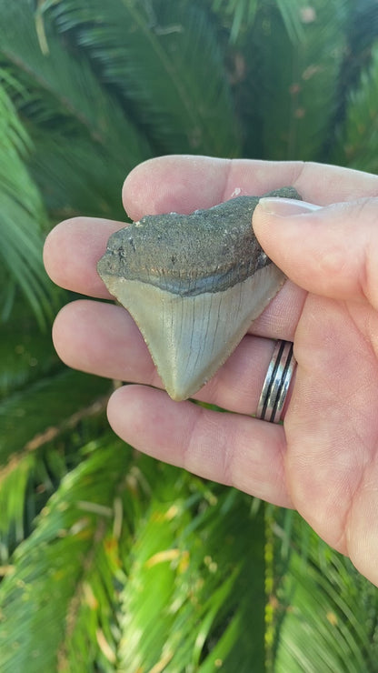 2.33 Inch Megalodon Tooth