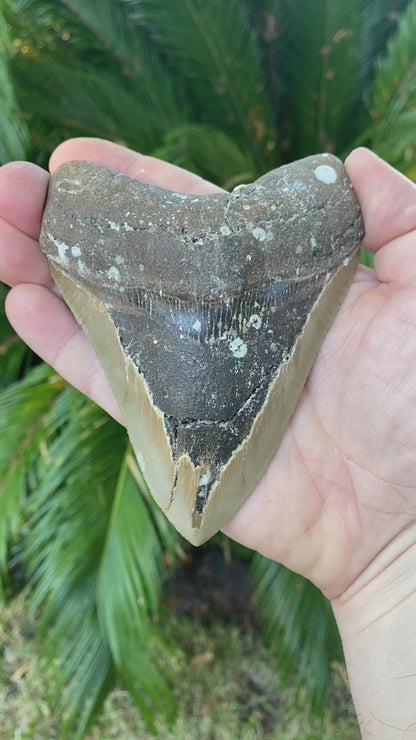 4.82 Inch Megalodon Tooth