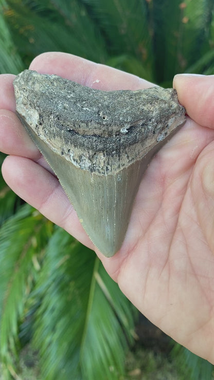 3.32 Inch Megalodon Tooth